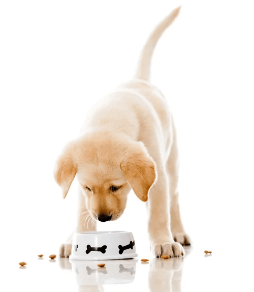 puppy eating