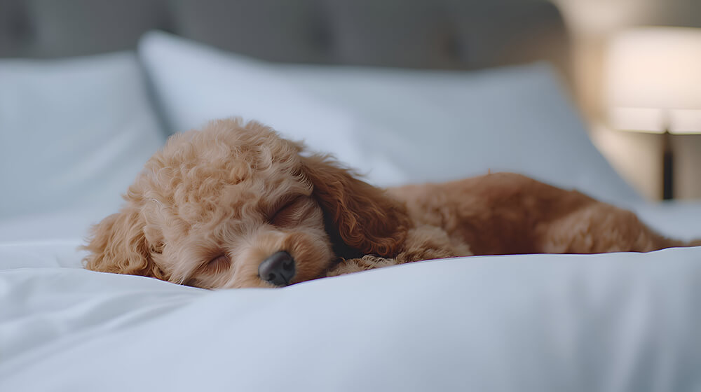 Adorable Brown Poodle Puppy Sleeping Peacefully on a White Bed