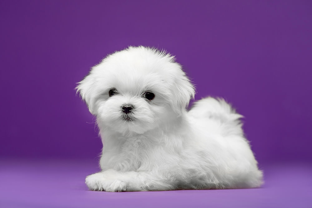 Beautiful and cute maltese puppies on a purple background