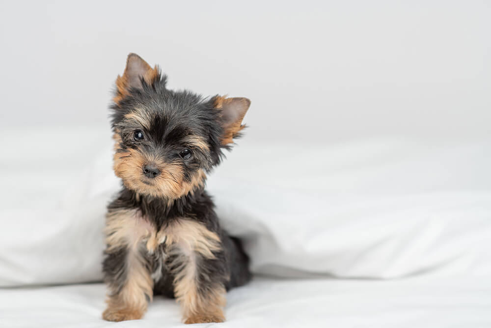 Little Yorkshire terrier puppy sits under warm blanket on the bed at home. Empty space for text